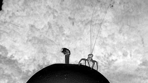 La araña cangrejo hace girar decenas de finas fibras de seda para desplazarse por el aire