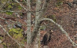 Ejemplar joven de Oso pardo