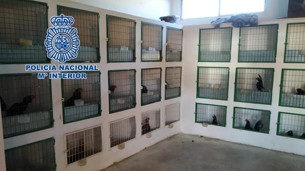 Jaulas para gallos del clan desarticulado por la Policía