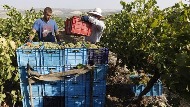 Recolección de la uva en el marco Montilla-Moriles, el pasado agosto