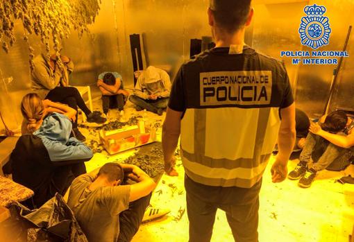 Muchos delincuentes que dedicaban a robo con fuerza apuestan ahora por las plantaciones