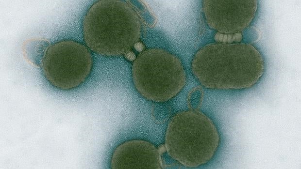 Fotografía del instituto J. Craig Venter de San Diego, California (EEUU). Genetistas estadounidenses anunciaron en 2010 que han producido por primera vez una célula controlada por ADN elaborado por el ser humano, un paso que acerca la ciencia a la creación de vida artificial