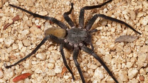 Ejemplar de Califorctenus cacachilensis