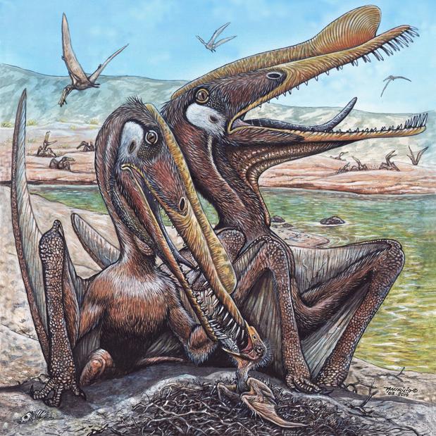 Pterosaurios Hamipterus tianshanensis
