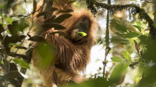 Orangután de Tapanuli