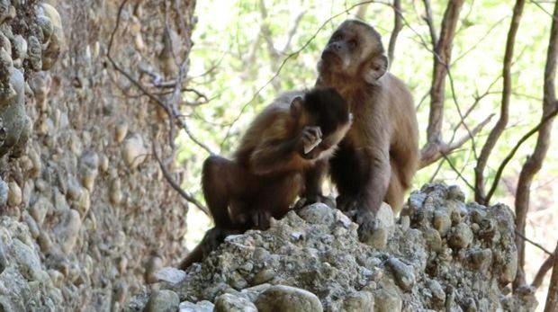 Monos capuchinos crean lascas golpeando piedras en una imagen de archivo