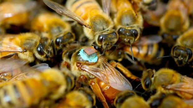 Las abejas utilizadas en el experimento