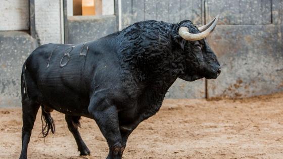 Cuarto toro