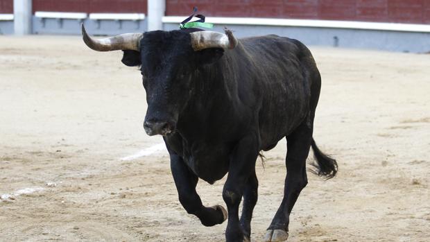 Un toro de Miura, ganadería que este año no lidia en Madrid-