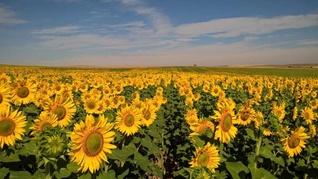 Nuevo grupo operativo para mejorar el cultivo del girasol