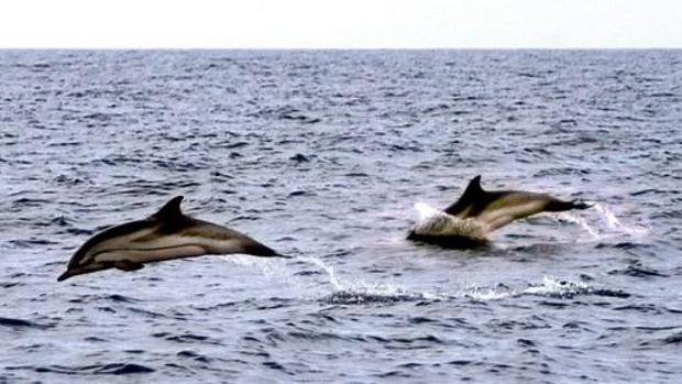 Delfines cerca de las costas valencianas