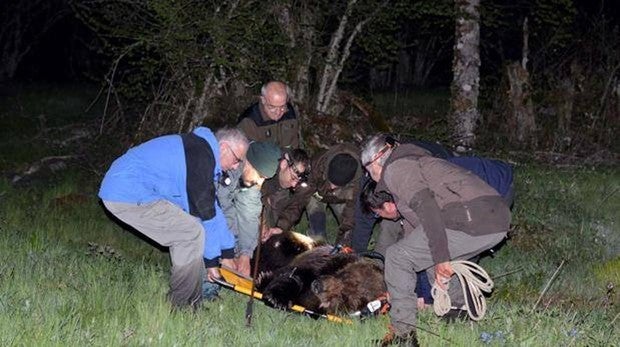 Así fue el rescate del oso