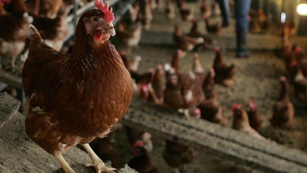 Imagen de archivo de una granja de gallinas