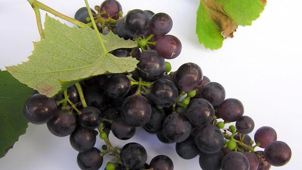 La piel de uvas rojas presenta una de las mayores concentraciones de resveratrol