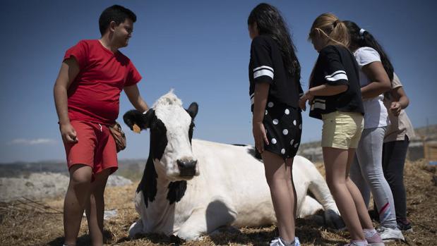 Varios niños se divierten con una de las vacas de La Granja
