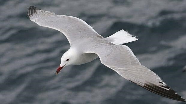 Gaviota Audouin