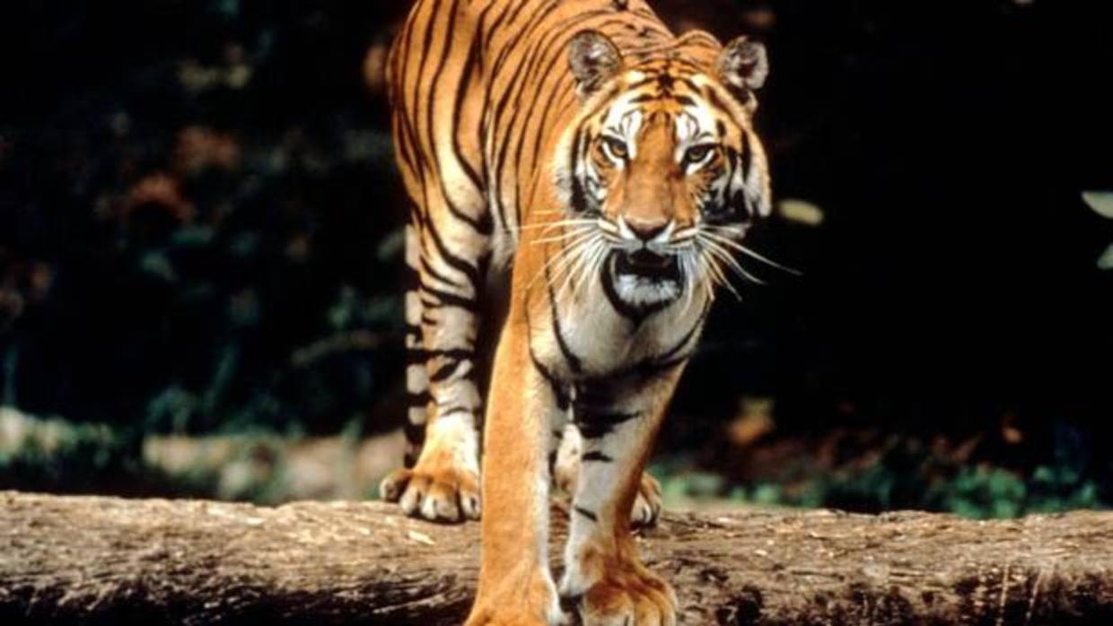 El tigre de Sumatra se recupera en un Lugar Patrimonio de la Humanidad