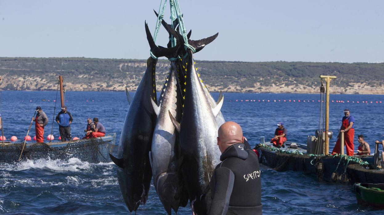 La Campana De Pesca Del Atun Culmina Con Mas De 6 000 Capturas