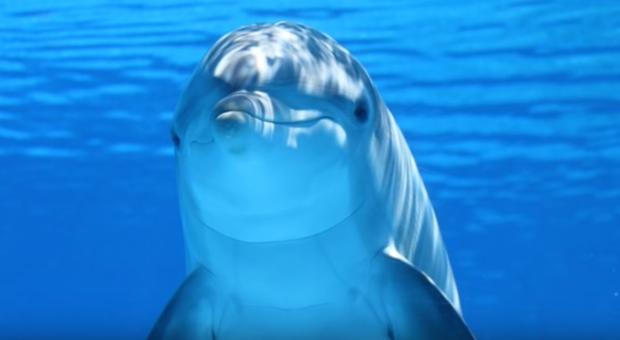 Los delfines suelen visitar las costas de Cádiz