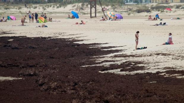 Presencia de algas invasoras en las playas del Campo de Gibraltar.