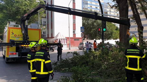 Bomberos interviene para retirar el árbol de grandes dimensiones