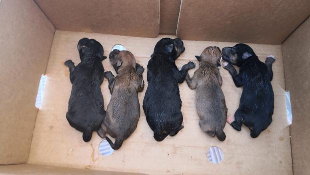 Los cinco ejemplares de cachorros de perros abandonados que han sido rescatados por la Policía Local de Alcalá