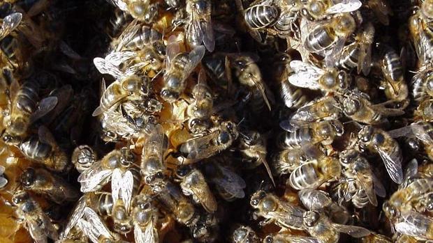 Abejas mielíferas
