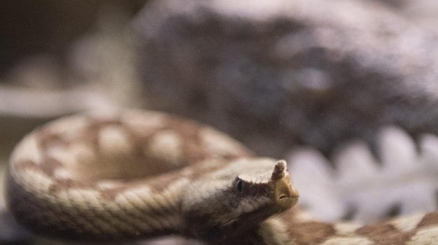 Hay un rango de 278 especies venososas según la Organización Mundial de la Salud (OMS)