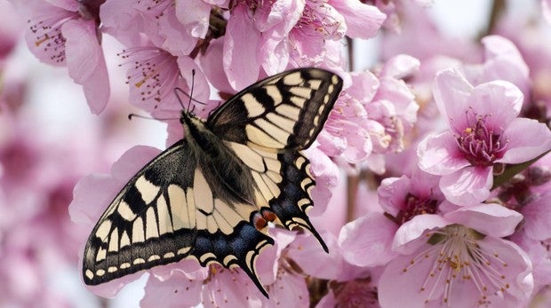 Un tipo de macaón (Papilio machaon)